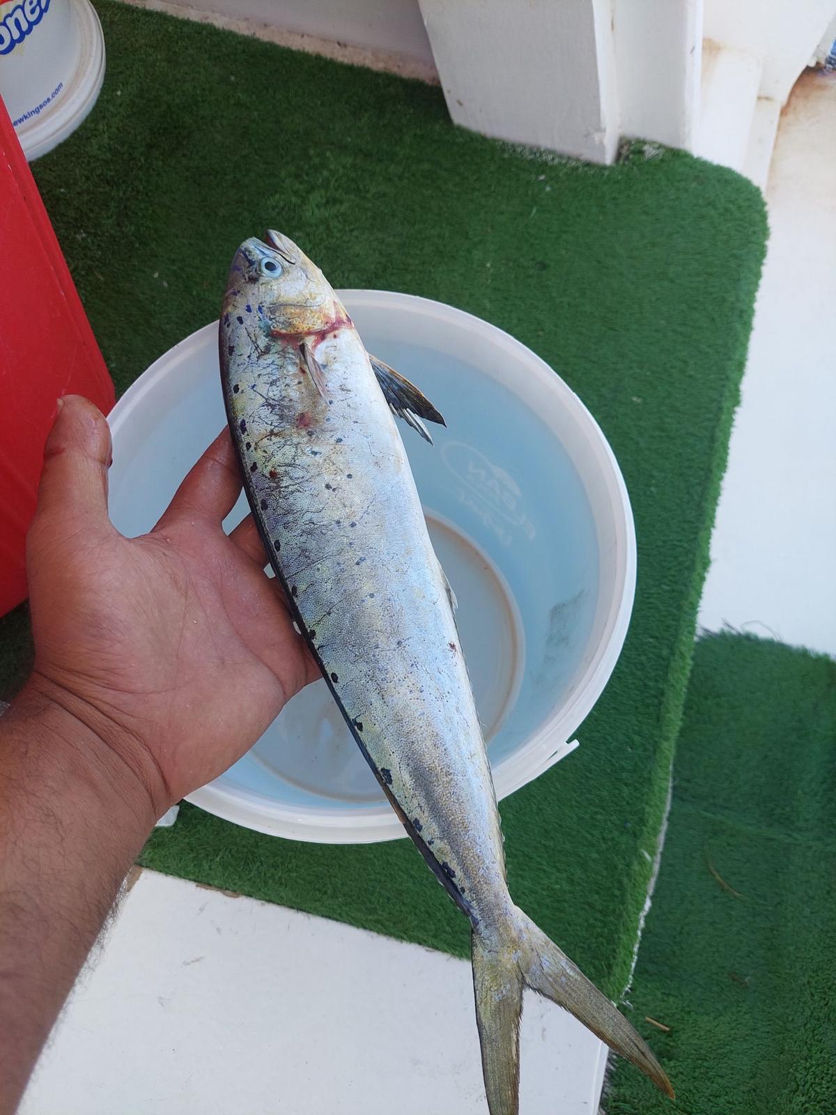 Alanya Fishing