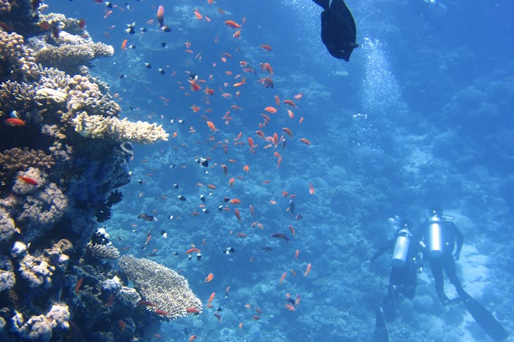 Alanya Diving