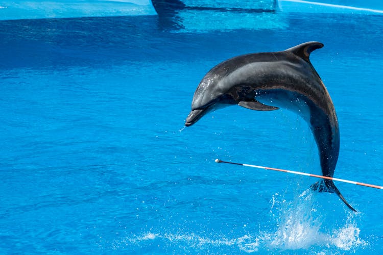 Dolphin Show Alanya