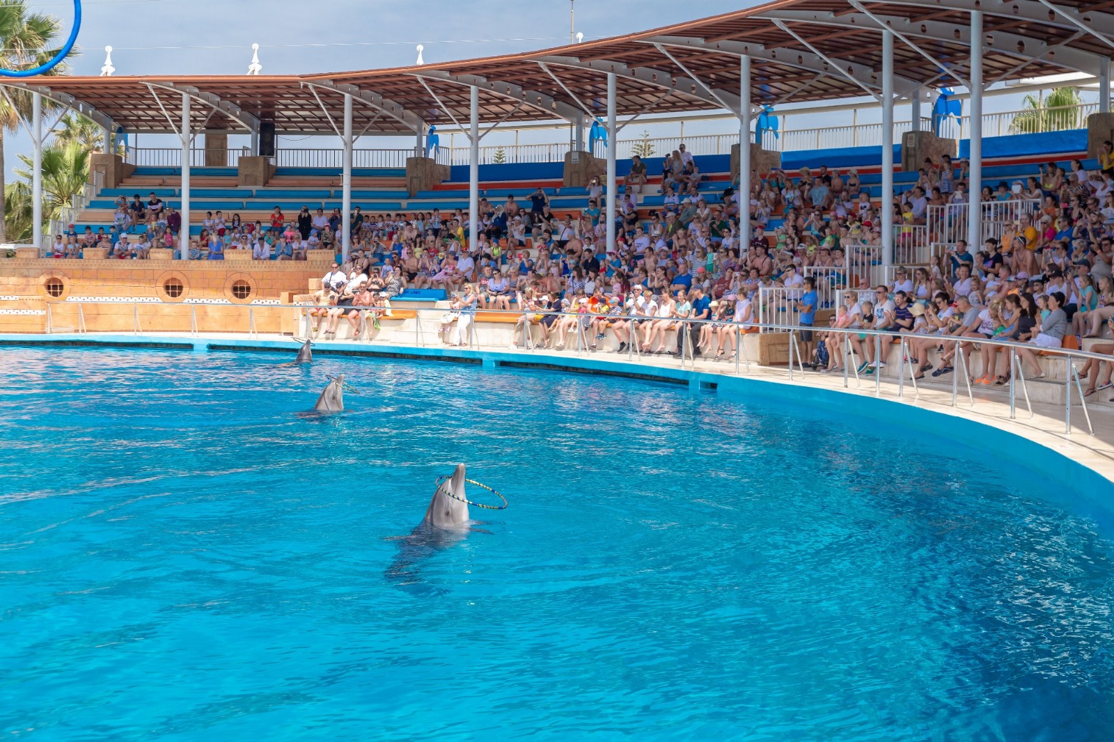 Swim With Dolphins in Alanya